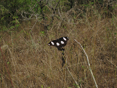 棕蝴蝶 India图片