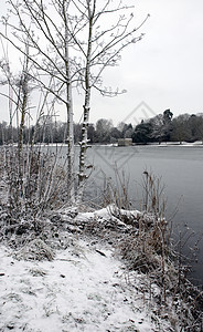 冬季湖冻结季节场景树木天空公园反思池塘场地降雪图片