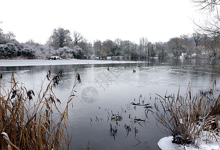 冬季湖冻结降雪天气季节场地池塘树木公园反思国家图片
