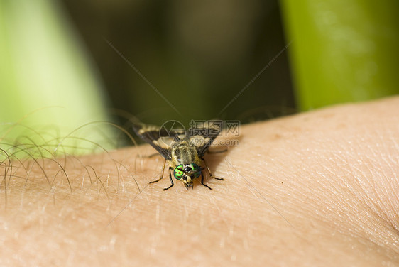 飞天皮肤宏观害虫饮料绿色植物喂养昆虫图片
