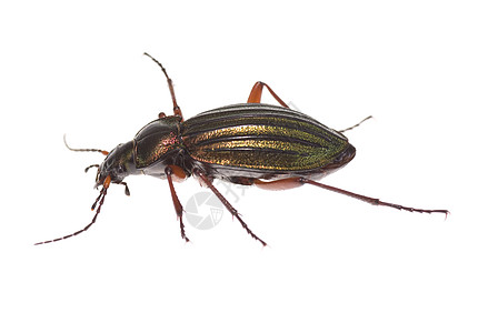 甲虫宏观动物昆虫背景图片