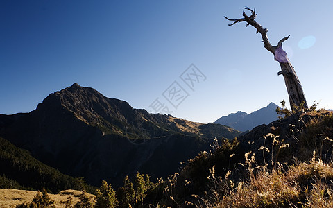 死树木观察高山孤独顶峰旅游远足太阳风景环境蓝色荒野图片