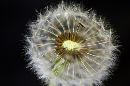 分散的蒲公英特写 dandelion植物群杂草植物学种子自由生长美丽宏观荒野植物背景