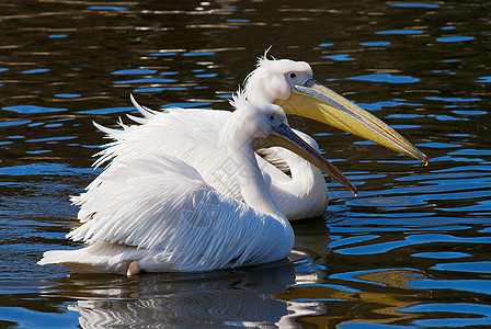 佩利卡荒野白色翅膀动物园野生动物图片