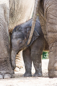 亚洲大象     母亲和婴儿图片