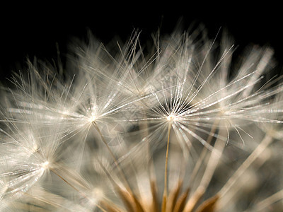 Dandelion 宏杂草种子黑色植物环境宏观植物群农业背景图片