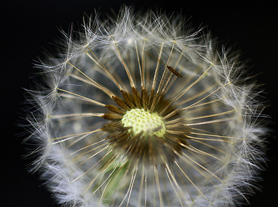 特写 dandelion美丽草地宏观植物群植物学自由种子生活荒野杂草图片