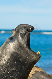 巴塔哥尼亚海岸的大象海豹图片