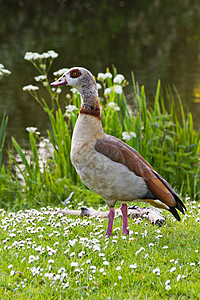 埃及鹅站在池塘附近 带花朵太阳鸭子照片鸟类野生动物阳光绿色伊蚊图片