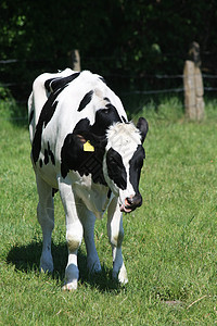黑白白的白牛棕色国家食物家畜黄油牛奶农场团体奶牛牛肉图片