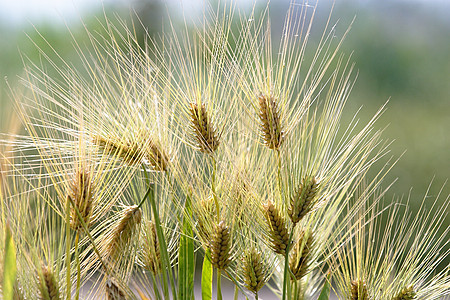 农田 作物和作物植物粮食小麦生长大麦农作物绿色庄稼收成图片