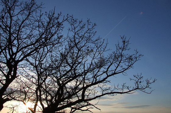 波兰的旧大树天空地平线植物暴雨强光太阳场地纪念碑池塘天堂图片