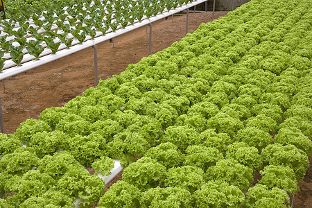 有机装具的蔬菜乡村青菜商业收成农田植物长叶莴苣花园生产图片