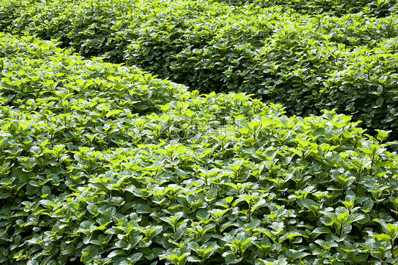 薄叶田地花园甜点香料香气植物芳香草本植物叶子药品烹饪图片