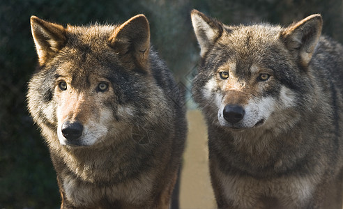 两只狼站在一起图片