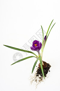 紫花朵的细细细节紫色地面基数季节花瓣叶子灯泡地球季节性植物群图片