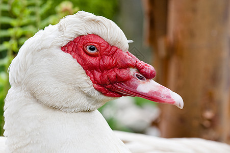 食肉鸭百里香红色啄木鸟眼睛野生动物白色皮毛鸭子羽毛动物图片