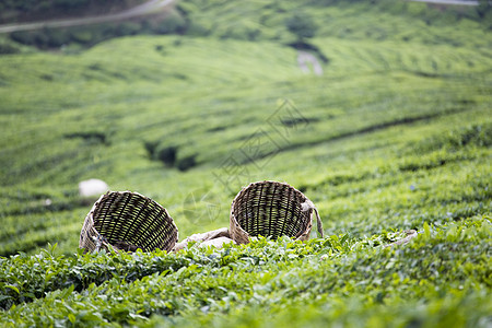 茶叶菜篮子草本树叶柳条园艺种植茶点乡村农村工作绿色图片