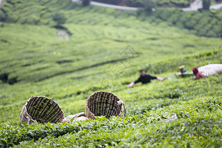 茶叶菜篮子饮料柳条农村茶点园艺草药绿色农场篮子种植图片