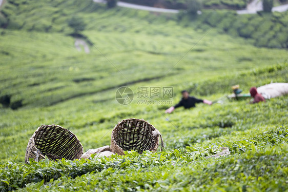 茶叶菜篮子饮料柳条农村茶点园艺草药绿色农场篮子种植图片