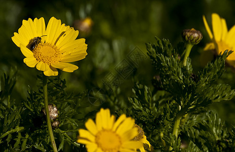 Crown Daisy的蜜蜂绿色植物雏菊花瓣花园叶子宏观绿色园艺植物野生动物图片