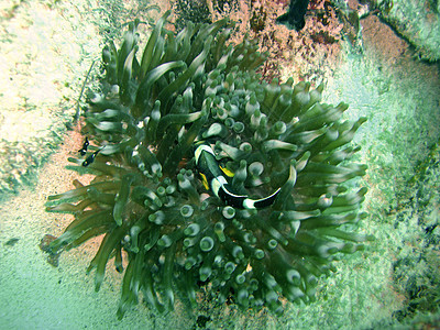 多米诺和阿内蒙鱼破坏生长海洋生物潜水呼吸珊瑚小丑食物植物群植物图片