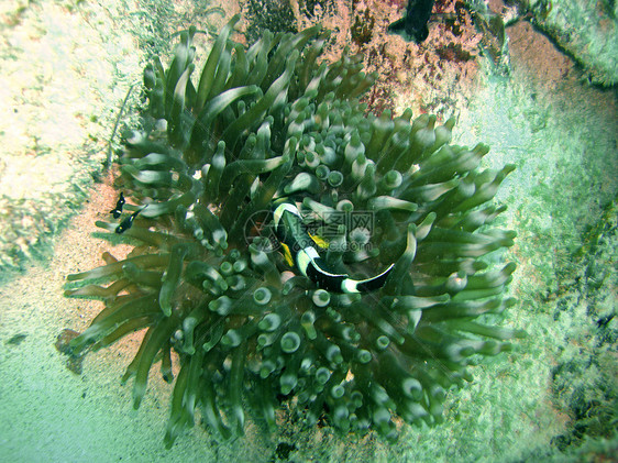 多米诺和阿内蒙鱼破坏生长海洋生物潜水呼吸珊瑚小丑食物植物群植物图片