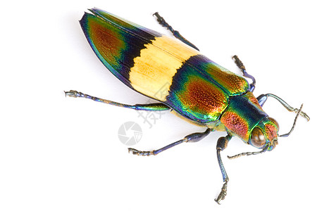 珠宝甲虫丛林热带生物森林林地苍蝇昆虫学荒野雨林漏洞图片