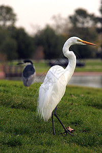 雪鸟户外生态湿地荒野旅行沼泽地白鹭白色野生动物池塘环境图片
