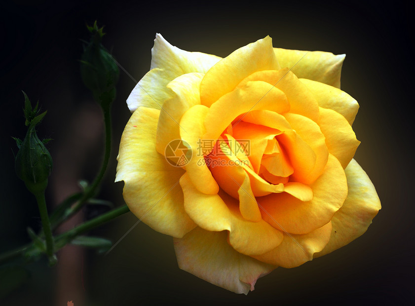 植物 玫瑰生日首都生活黄色花朵网络图片
