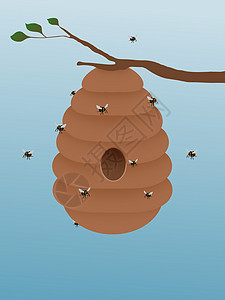 蜂窝蜂巢昆虫蜜蜂插图图片