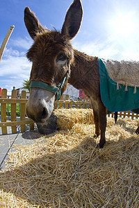 农场和驴子头肖像骡子蓝色草地宠物牧场哺乳动物农田棕色小马天空图片