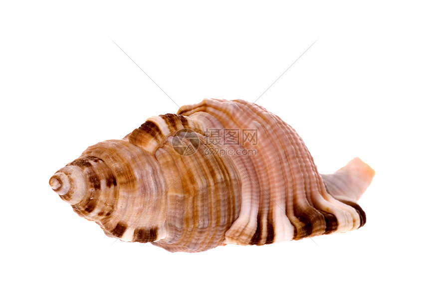 海壳壳贝壳热带蜗牛海洋生物异国动物宏观食物情调贝类图片