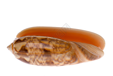 海壳壳蜗牛食物异国海滩贝壳脆皮贝类动物海洋生物海岸线图片