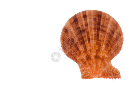 扇贝宏海岸线宏观蜗牛情调脆皮动物海滩贝类海洋生物热带图片