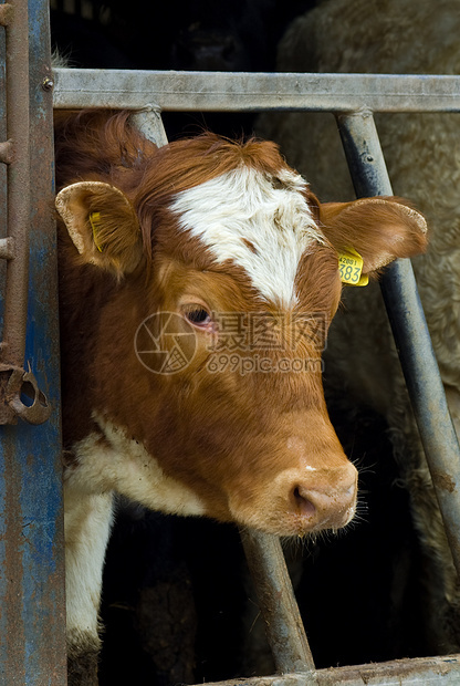 切牛肖像哺乳动物女性滴水奶牛农村农场牧场动物运球国家图片