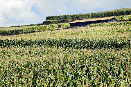 在玉米田中的房子图片