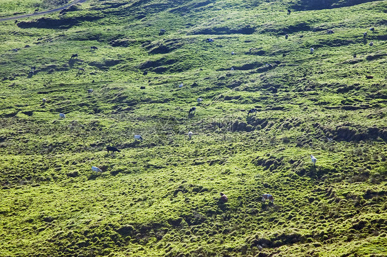 亚速尔州皮科岛牛群放牧图片