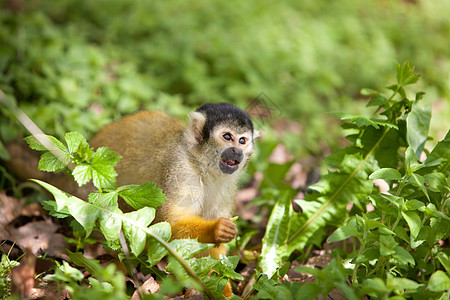 松鼠密钥灵长类猴子野生动物动物黄色图片
