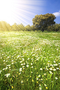 美丽的春天风景 有菊花和太阳光农村生长草地阳光农场晴天土地场景地平线场地图片