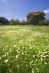 美丽的春天风景和花菊牧场植物天空晴天环境场景农场土地蓝色农村图片