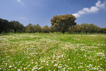 美丽的春天风景和花菊远景季节天空森林环境植物场景地平线阳光天气图片