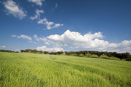 美丽的春天风景农村地平线土地蓝色阳光农场环境天气国家植物图片