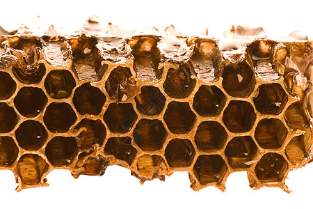 蜂架宏饮食蜂巢架高清图片