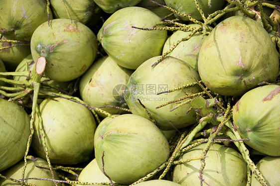 绿色椰子生产农业热带水果食物情调异国图片