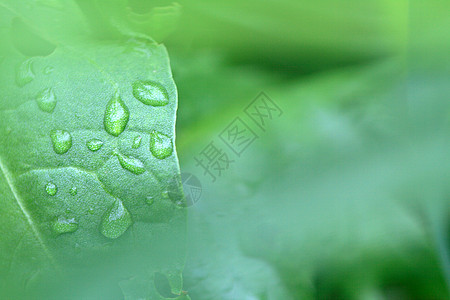 草地上的水滴植物绿色图片