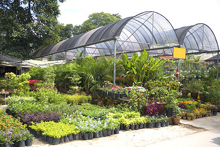 热带植物园托儿所农村园艺农场植物群农业花园苗圃花朵绿色销售图片