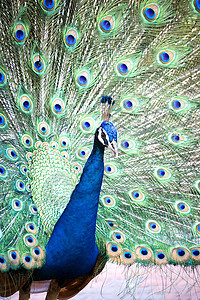 孔雀翅膀男性荒野公园野生动物羽毛尾巴动物动物园鸟类图片