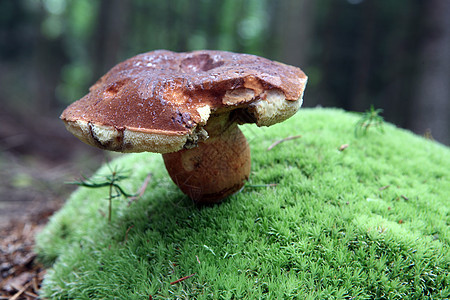 森林里的野生蘑菇橙子植物食物宏观枝条苔藓菌状生长季节红帽图片