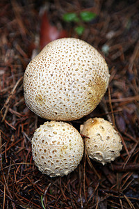 草地里的野生蘑菇森林苔藓菌状橙子橙色季节桦木植物木头枝条图片